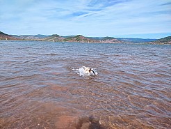 7-baignade au Salagou.jpg